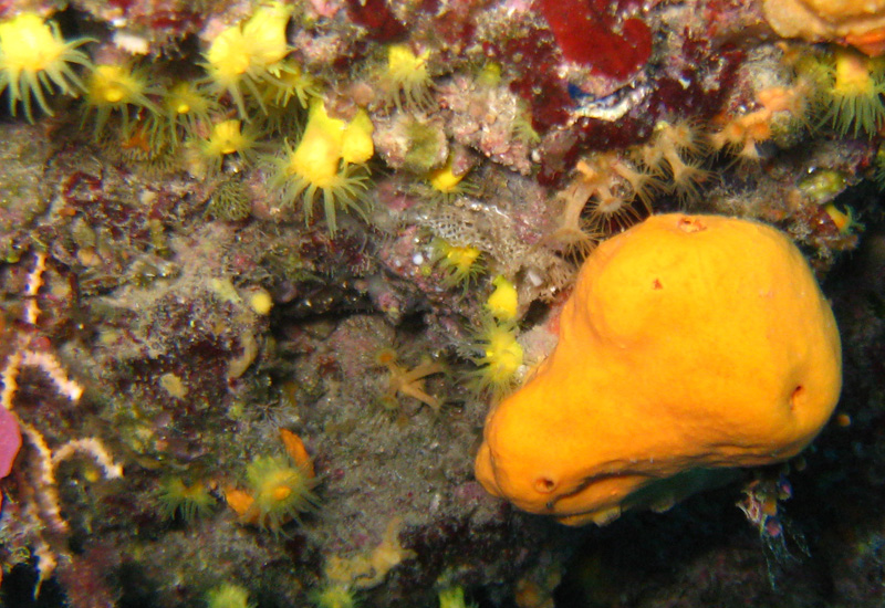 Spugne di Portofino: Agelas oroides (Schmidt, 1864)